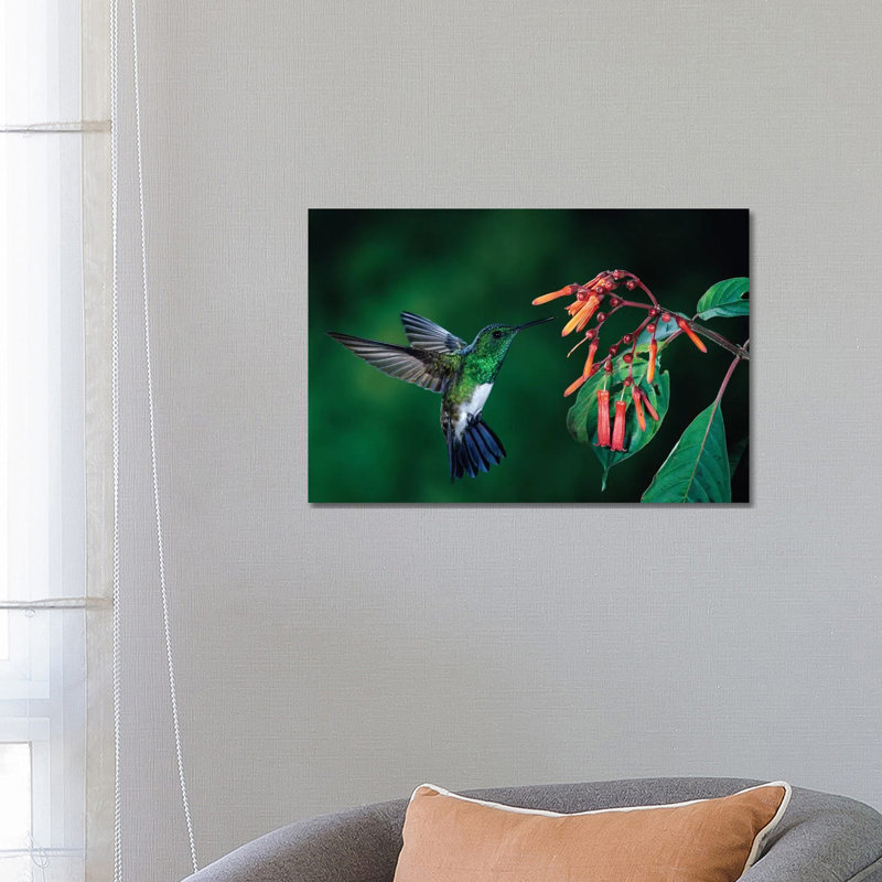 Snowy-Bellied Hummingbird Male Flying Near Firebush Flowers Cloud Forest, Costa Rica by Michael & Patricia Fogden - Wrapped Canvas Print