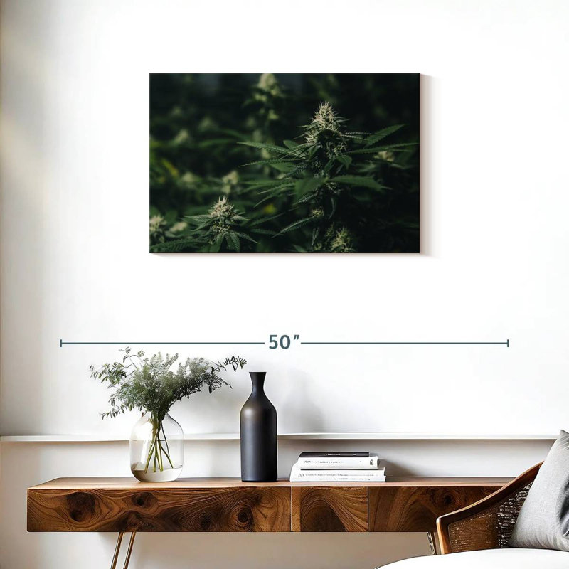 Marijuana fraîche, H 20 po x l 30 po