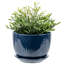 Pot à fleurs rond en céramique bleue-251615364