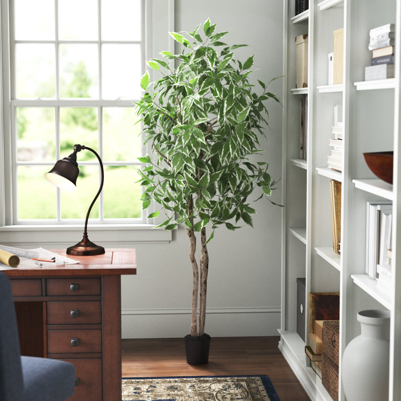 Baie ficus panachée en pot
