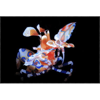 " Harlequin Shrimp " by Barathieu Gabriel