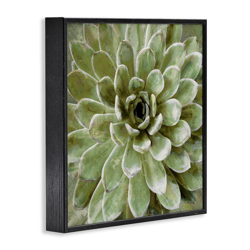 «Painted Botanical Succulent Bloom», impression, H 12 po x l 12 po, Giclée encadrée noir minuit