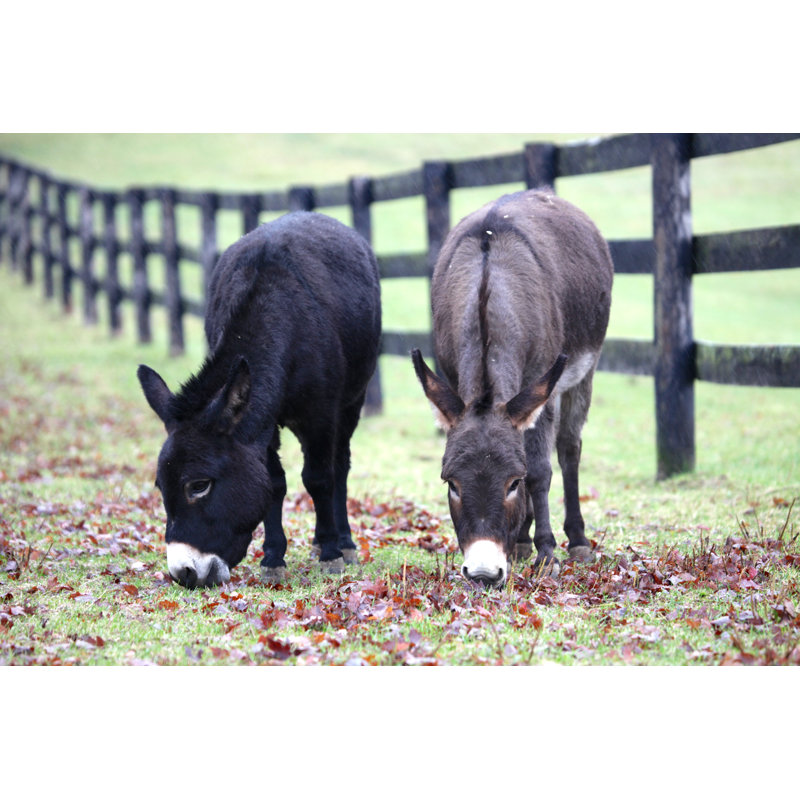Donkeys grazing in pasture 164106687, 20cm H x 30cm W