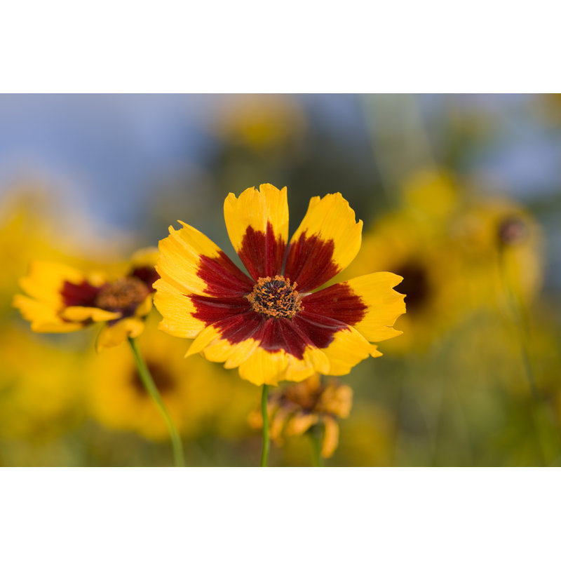 Golden Tickseed by AYImages - No Frame Art Prints on Canvas, 81cm H x 122cm W
