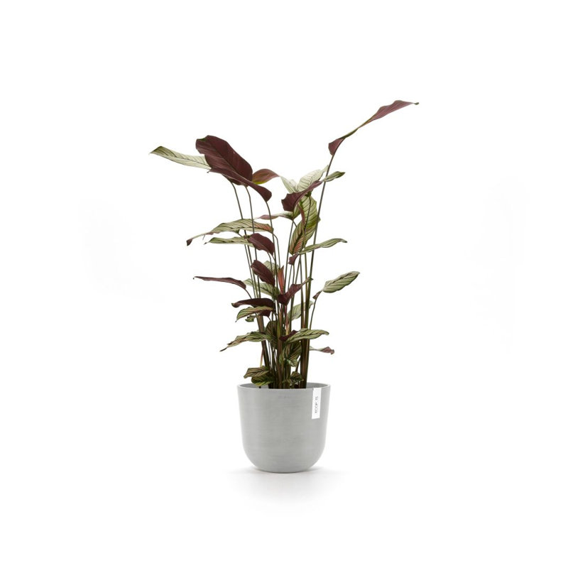 Jardinières en pot, H 9,84 po x l 9,84 po x P 8,58 po, Blanc gris