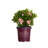 1 Gallon Autumn Debutante Encore Azalea - Reblooming Evergreen Shrub with Soft Pink Blooms