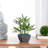 Millsaps 18'' Faux Bamboo Plant in Decorative Pot-995214644