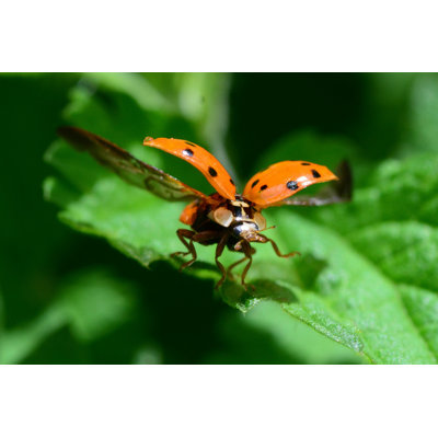 " Ladybug " by Ines Carrara