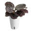 Calathea ''Dottie'' in Ceramic Planter