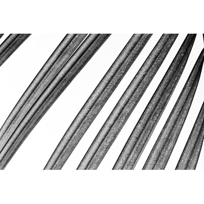BW Fern II par Deborah Revell