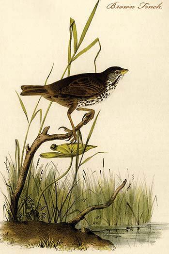 "brown finch" par john james audubon, impression d’art graphique non encadrée, H 36 po x l 24 po x P 1,5 po