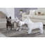 Animals French Bulldog-49609687