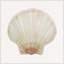Sea Shell 6 Print-2116908447-2116908441