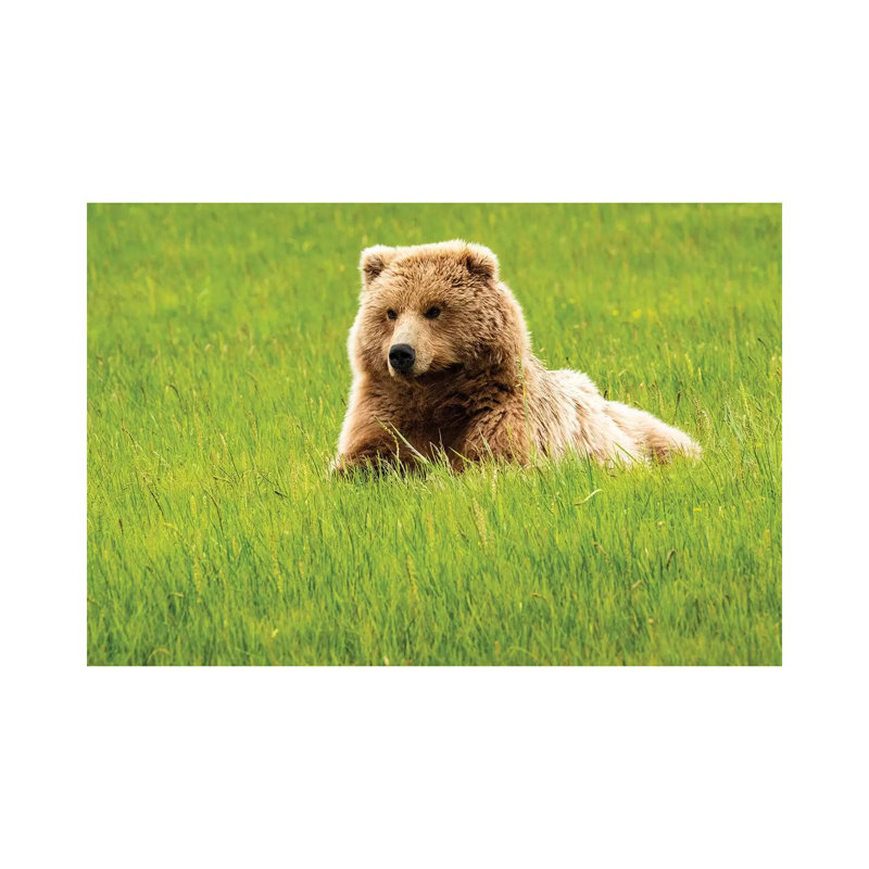 Grizzly Bearon Grass by George Theodore - Wrapped Canvas Print, 101.6 cm H x 66.04 cm W x 3.175 cm D