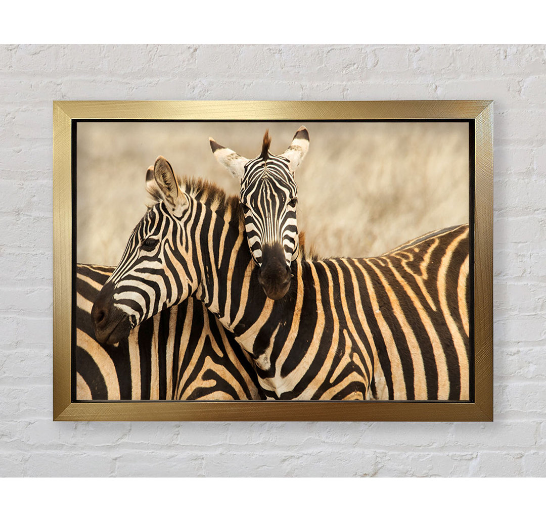 Zebra Duo Love - Einzelne Bilderrahmen Kunstdrucke