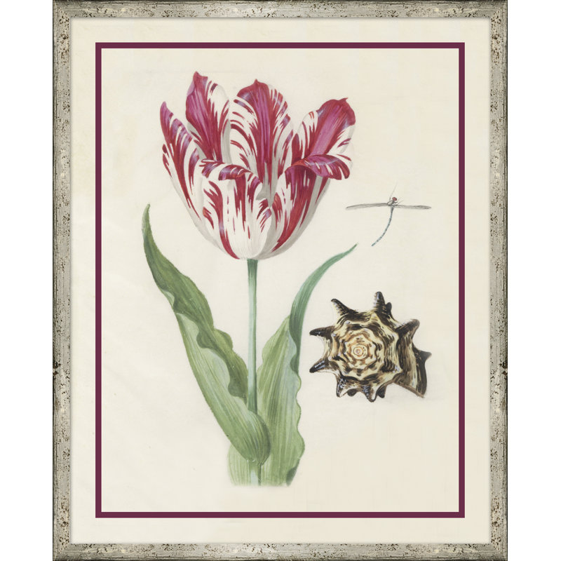 Flower, Seashell and Insect II Framed