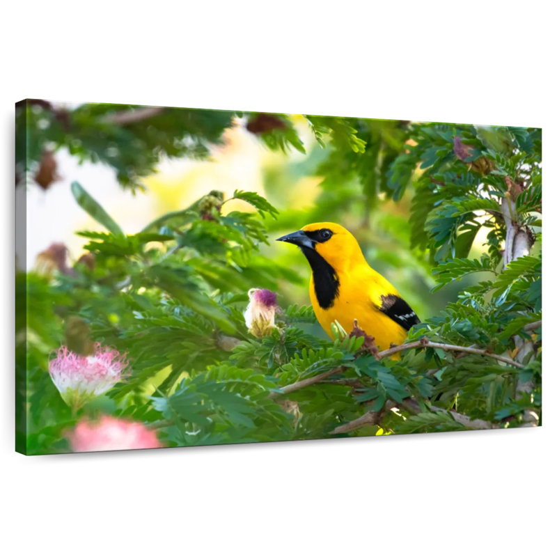Crowle Oriole Songbirds