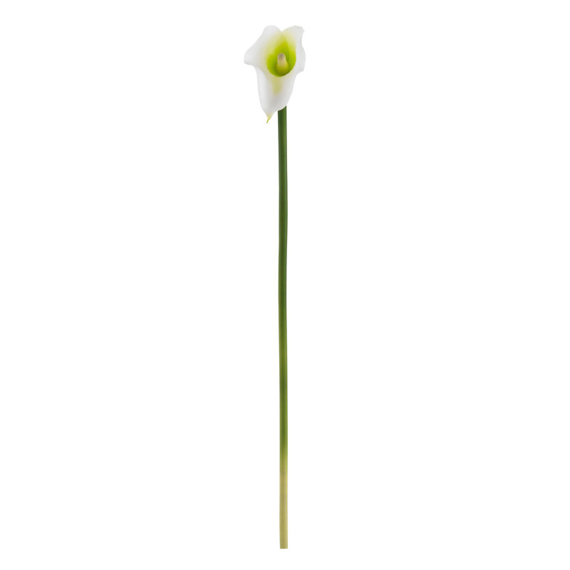 Tige Calla Lielies, Crème