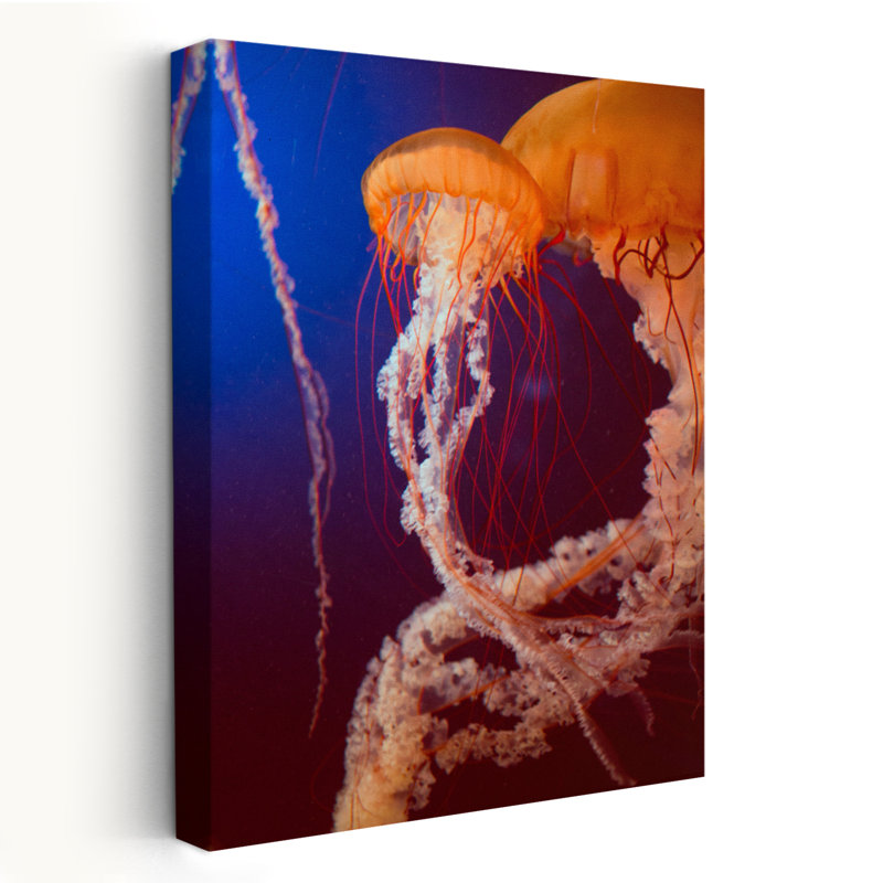 Jelly 3 - photographie d'art animalier, H 24 po x l 16 po