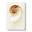 Mother Of Pearl Shell - Wrapped Canvas-61842086
