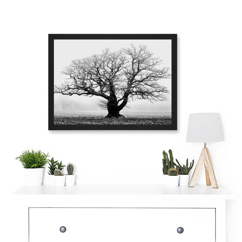 Old Oak Tree Black White In Mist Fog Photo - Single Picture Frame Art Prints