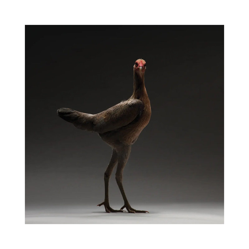 Modern English Game Fowl 1 Piece Wrapped Canvas Wall Art, 93.98 cm H x 93.98 cm W x 1.91 cm D
