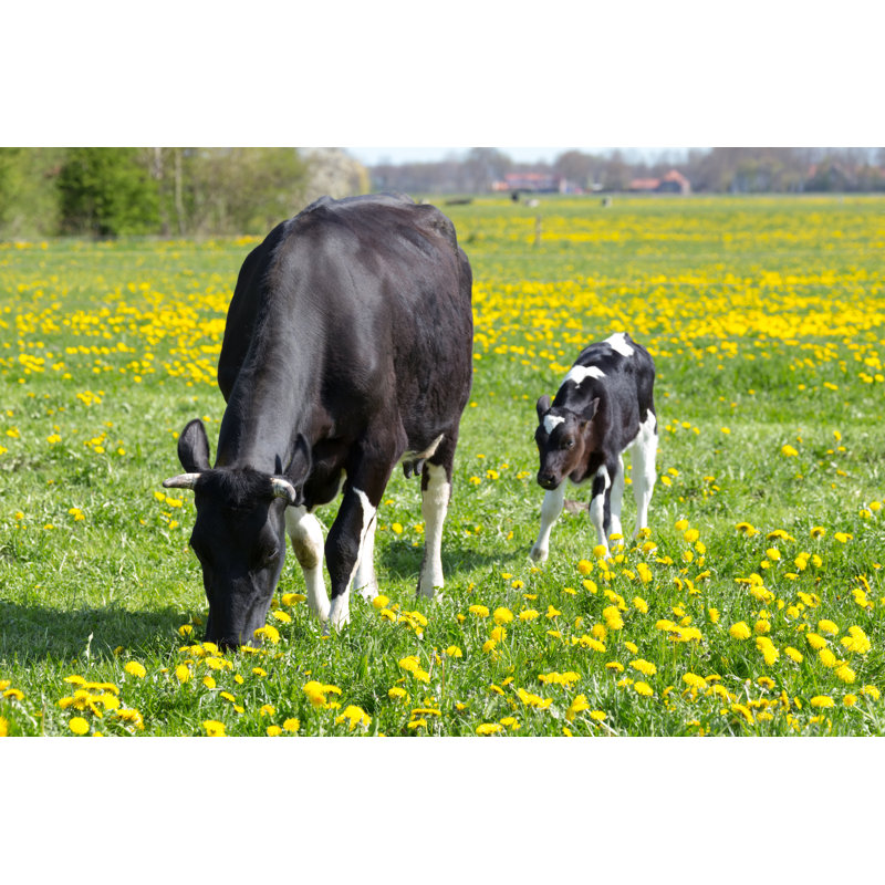 Spotted Mother Cow And Calf In Meadow With Yellow Dandelions - Wrapped Canvas Print, 30cm H x 46cm W