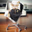Mouse in Military Uniform - Animal Printed Pillow-30745510-30745514