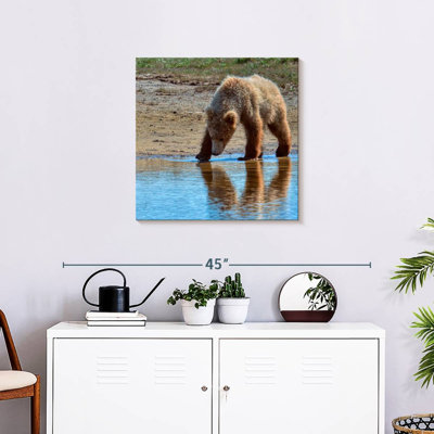 Brampt Grizzly Cub In Katmai National Park