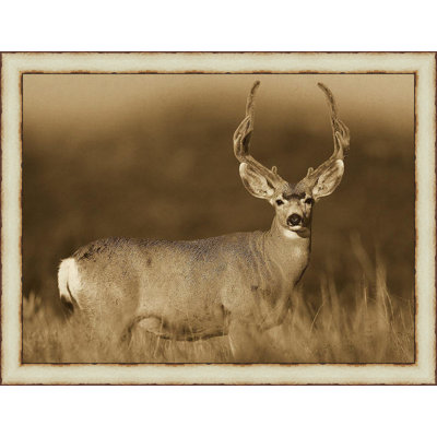 " Mule Deer "