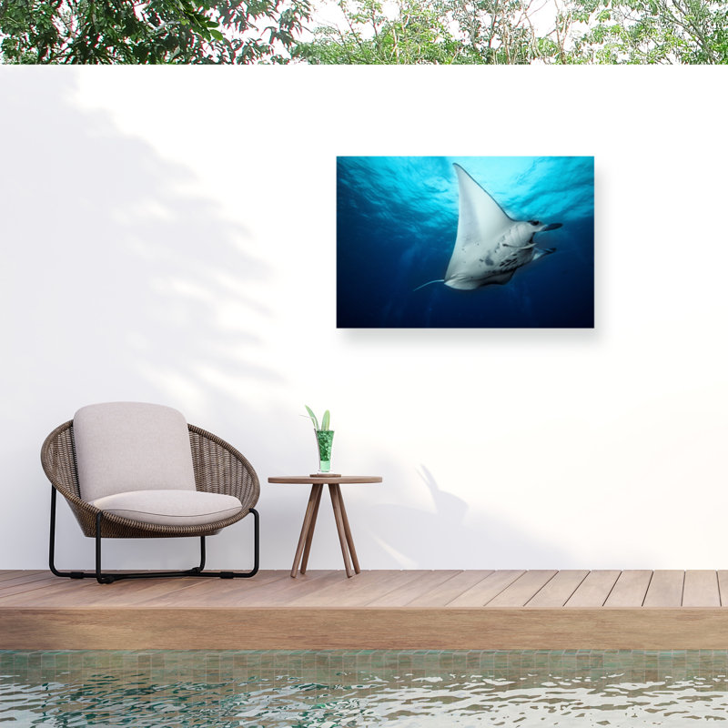 «Manta Fly on Canvas» par Roberto Marchegiani, reproduction, H 16 po x l 24 po