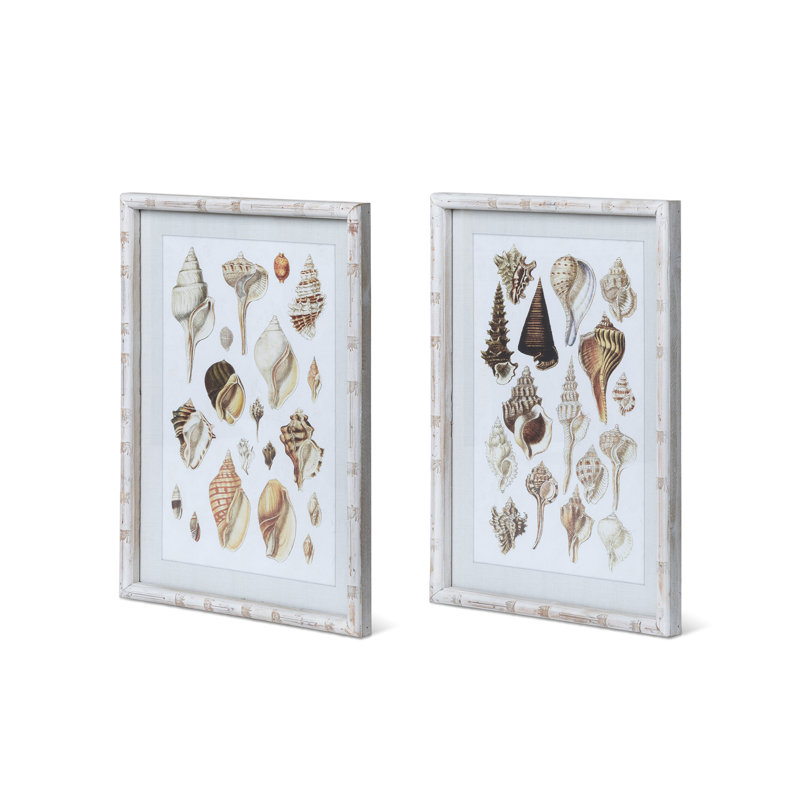 Seashell Collection Prints