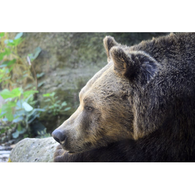 Marsican Brown Bear - Wrapped Canvas Print