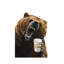 Grizzly Mornings by Holly Simental - Wrapped Canvas Print-501839931