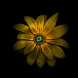 " Green Center Daisy " by Brian Carson Painting Print