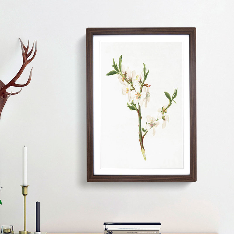 Almond Tree Flower by Giorgio Gallesio - Single Picture Frame Painting, Walnut Framed, 63cm H x 45cm W x 2cm D