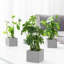 25cm Faux Foliage Plant in Cement Pot