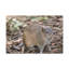 Art mural majestueux Bandicoot-1042086063