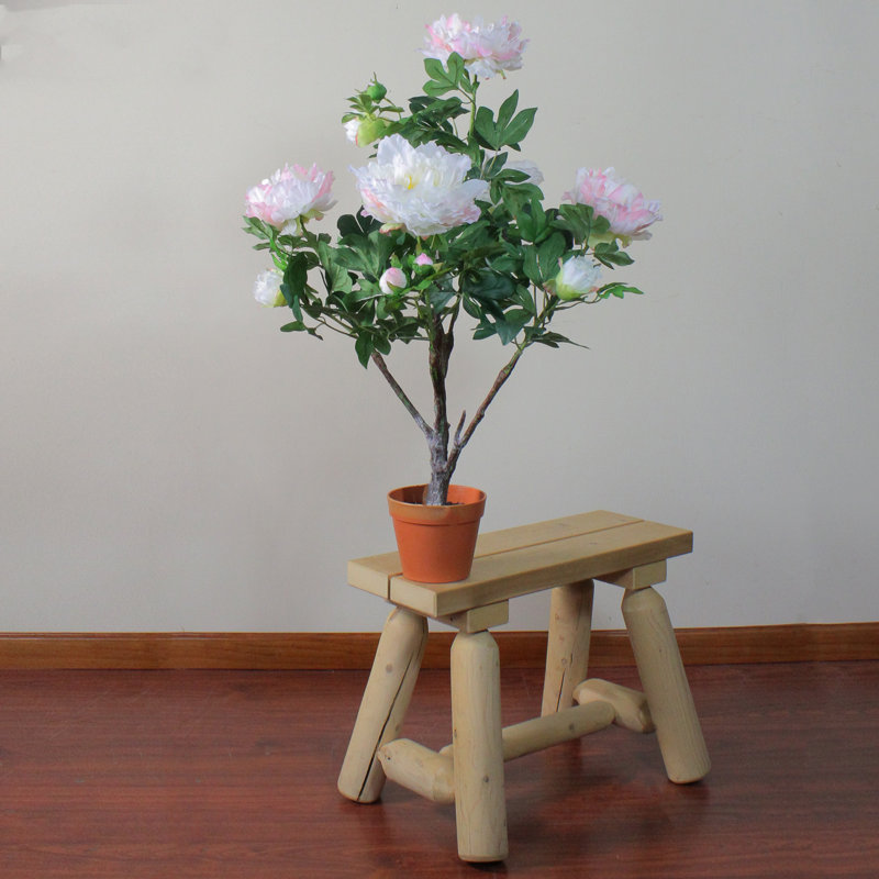 Pivoine verte et brune en pot