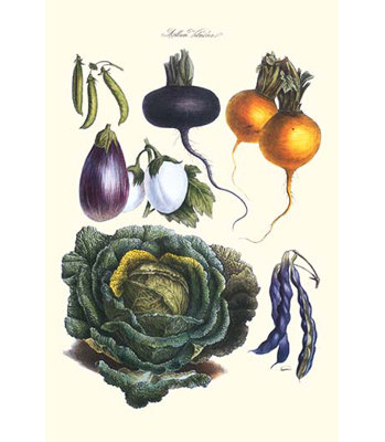 " Vegetables Eggplant Beans Cabbage Turnips "