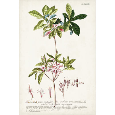 Alluring Botanical IV - Painting