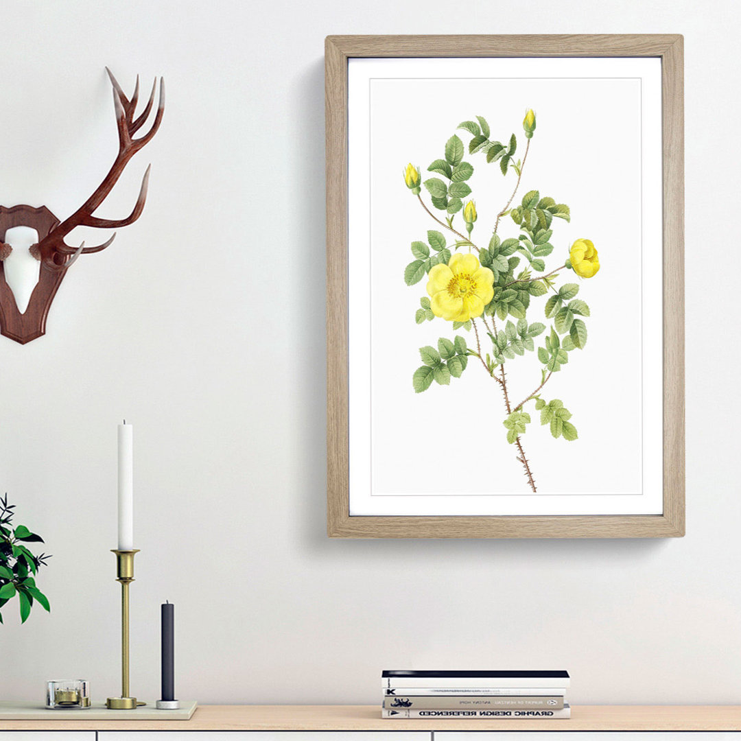 Sweetbriar Rose in Yellow by Pierre-Joseph Redoute - Picture Frame Art Prints