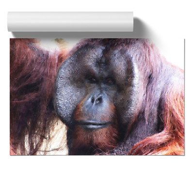 Orangutan Monkey Painting - Frameless Print