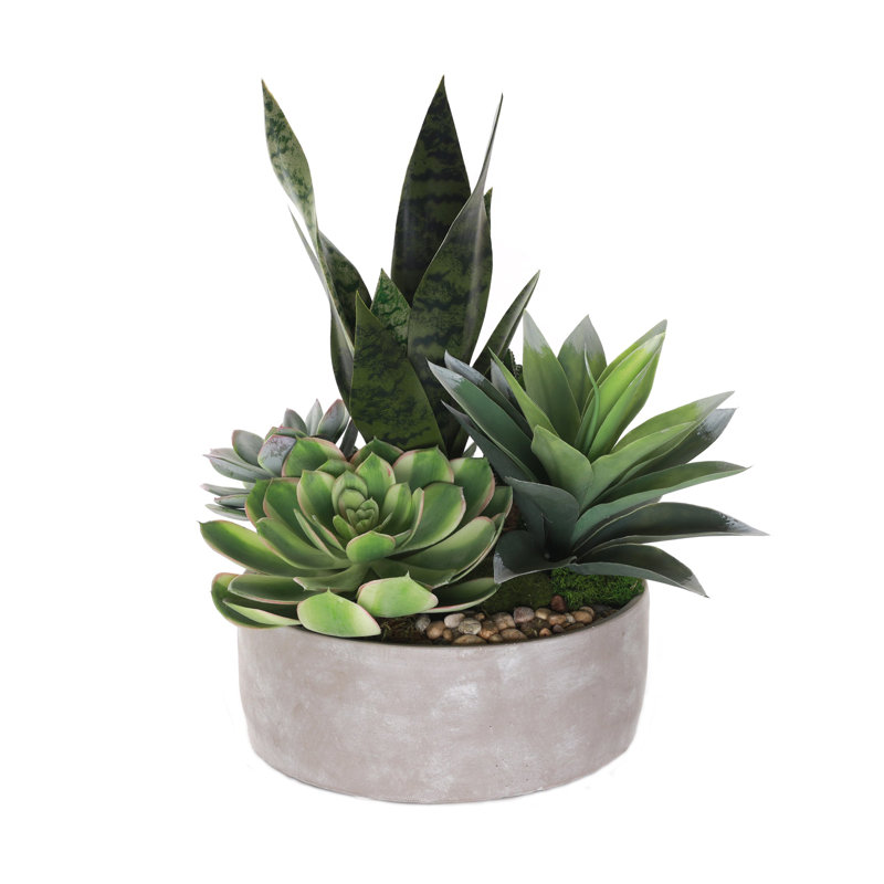 Succulent in Pot