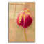 «First Bloom» par Pamela Plummer-881456074