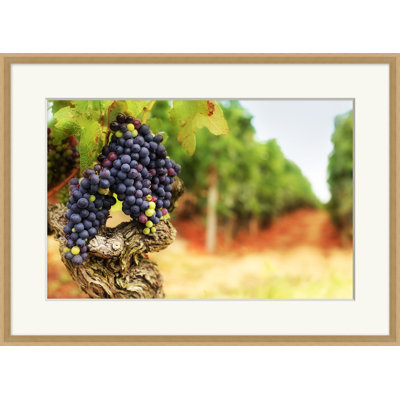 Ripening Grapes 3 par Nathan Turner - Photographie encadrée sur papier
