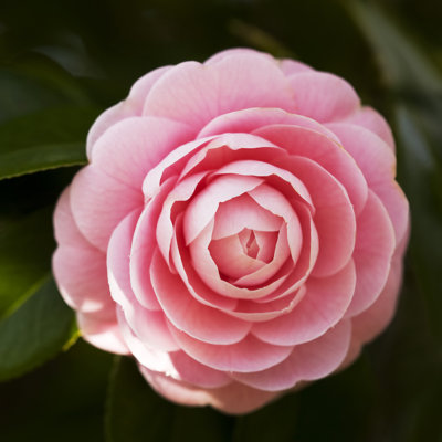Camellia - Wrapped Canvas Print
