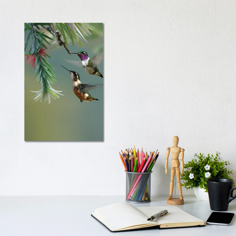 White-Bellied Woodstar Hummingbird Male And Female Feeding On Flower, Costa Rica by Tim Fitzharris - Wrapped Canvas Print