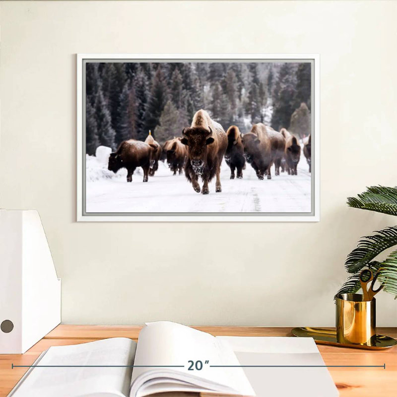 Bisons d'hiver, Cadre flottant blanc, 13 po x 9 po