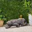 BANC LEOPARD